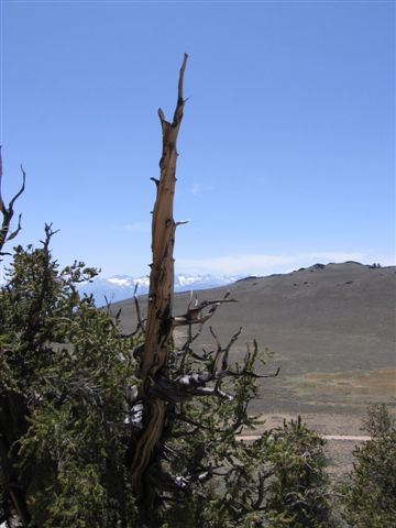 BristleconePF 047.jpg
